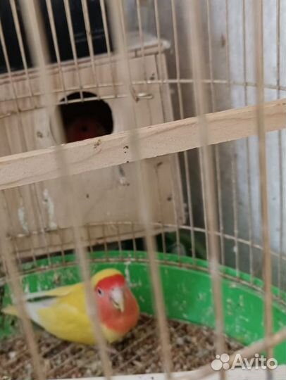 Попугаи неразлучники с клеткой