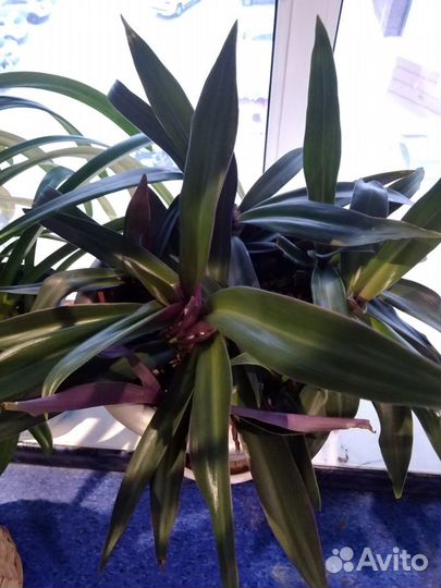 Растение Рео