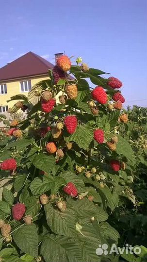 Саженцы малины ремонтантной