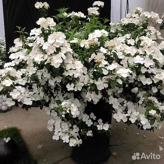 Гортензия 
