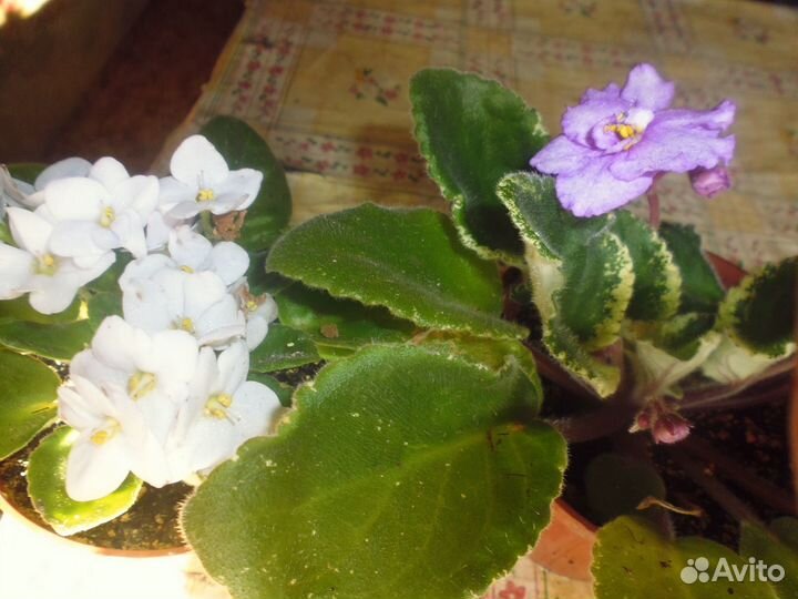 Сортовые фиалки