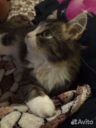 Кошка
