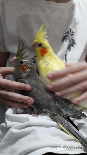 Малыши корелл