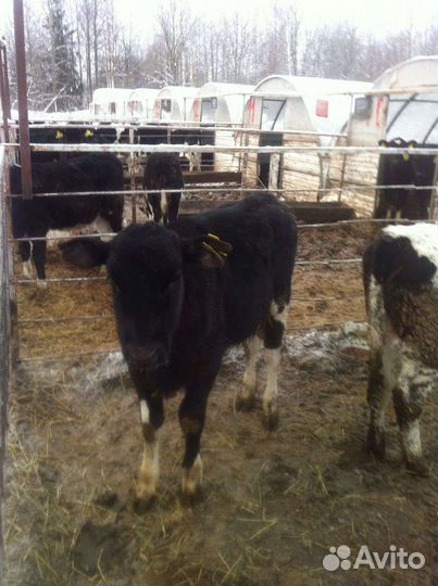 Бычки телята