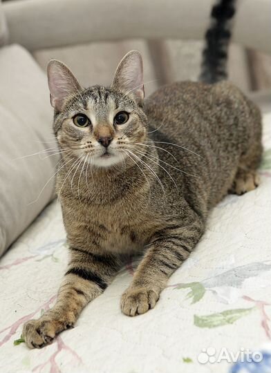 Котенок вжик