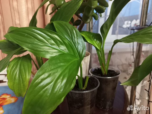 Продам Спатифиллум