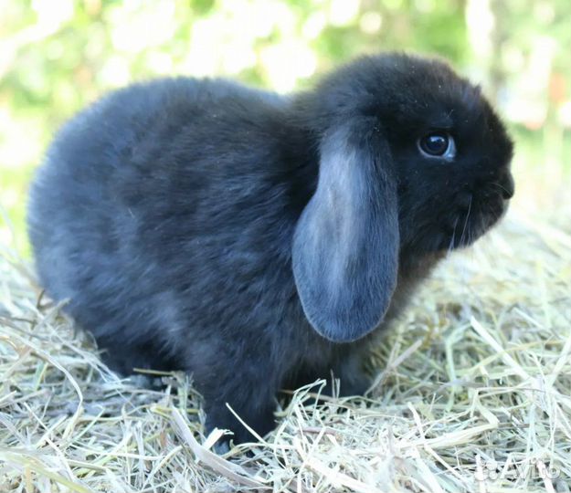 Декоративные карликовые кролики