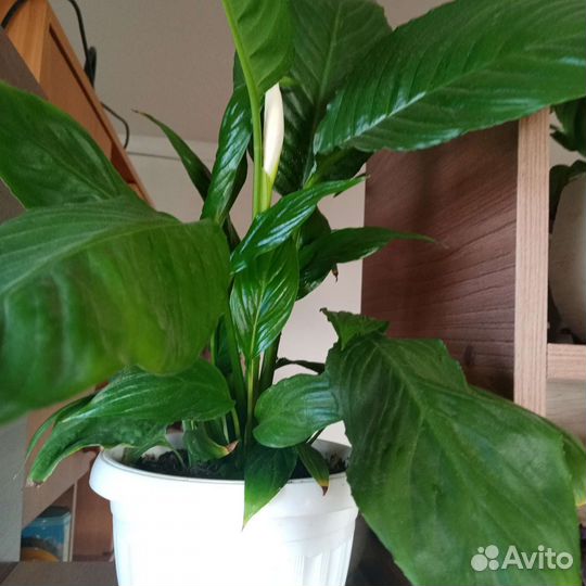 Спатифиллум домино