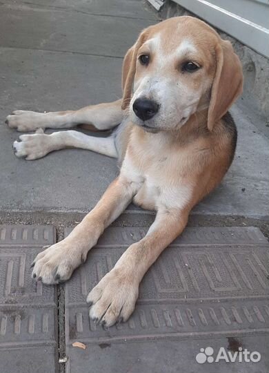 Продам щенка породы русская гончая