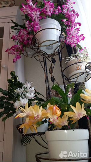 Шлюмбергеры сортовые