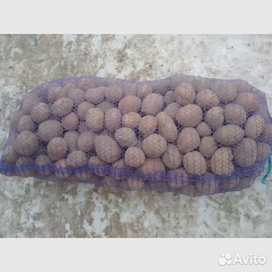 Семенной картофель Сантэ