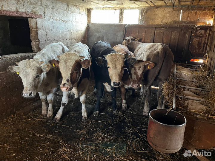 Бычки и быки