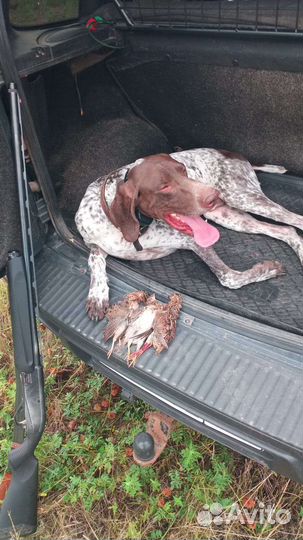 Курцхаар вязка