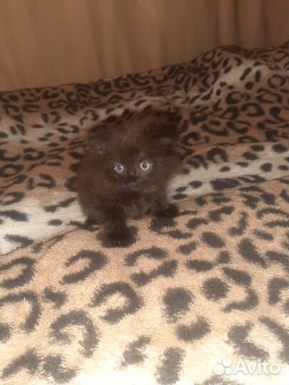 Котята в добрые руки бесплатно