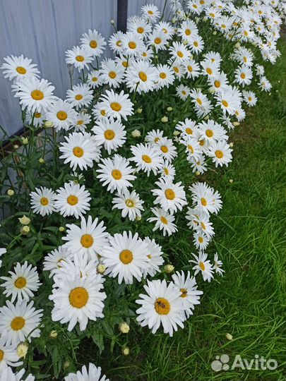 Ромашка садовая крупная