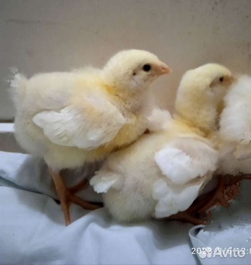 В наличии суточные цыплята бройлера Кобб 500