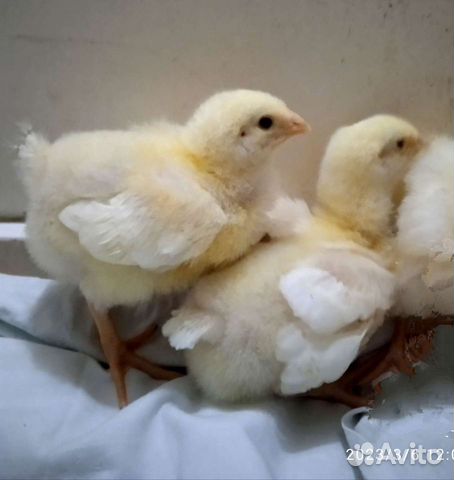 9 января цыплята бройлера Кобб вакцинированные объявление продам