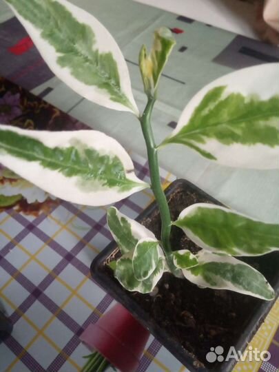 Педилантус и другие комнатные растения