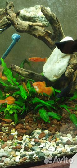 Улитка мелания, меченосцы