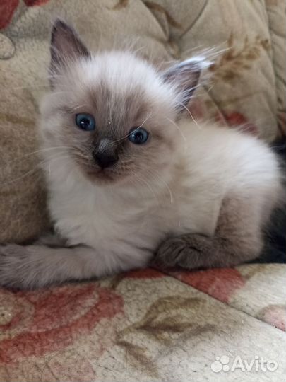 Отдам котят в добрые руки