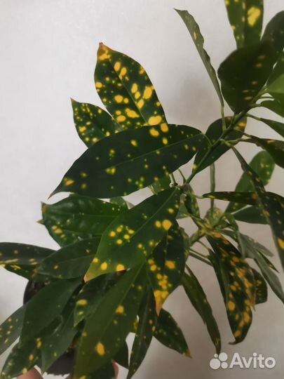 Кротон 3 вида