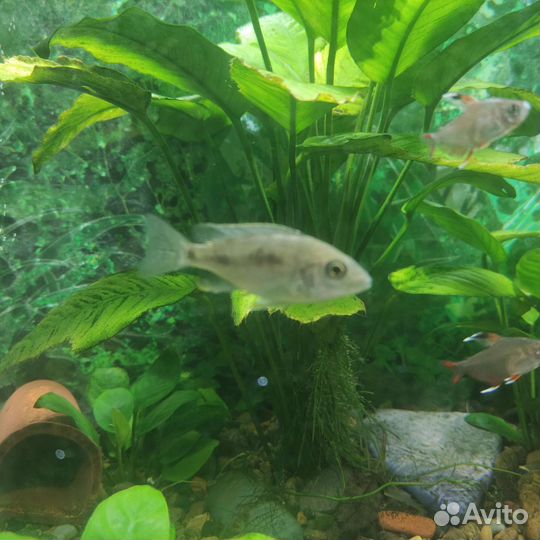 Королева Ньяса