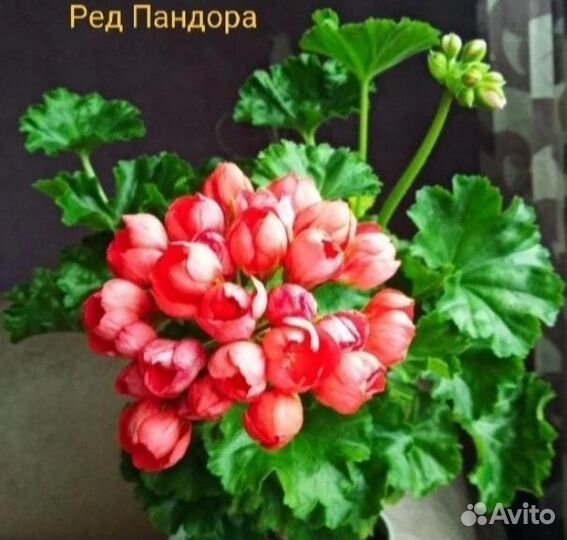 Пеларгония Red Pandora тюльпановидная