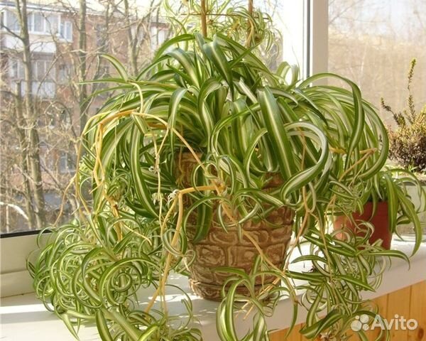 Хлорофитум кудрявый