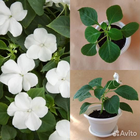 Бальзамин цветы белые комнатные домашние