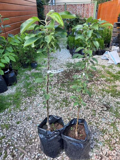 Колонновидная яблоня Московское ожерелье