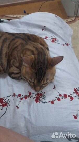 Бенгальский кот