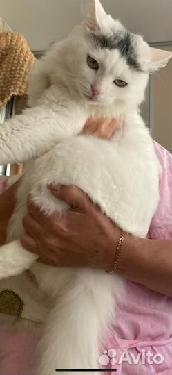 Ангорский кот