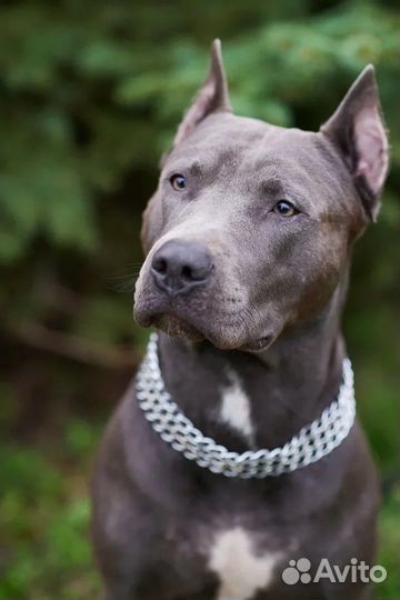 Американский питбультерьер