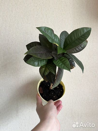 Филодендрон Розовая принцесса