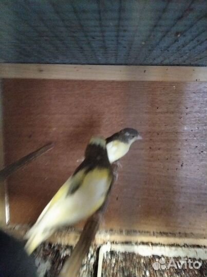 Самцы канареек