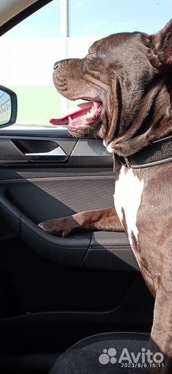 Передержка собак в домашних условиях