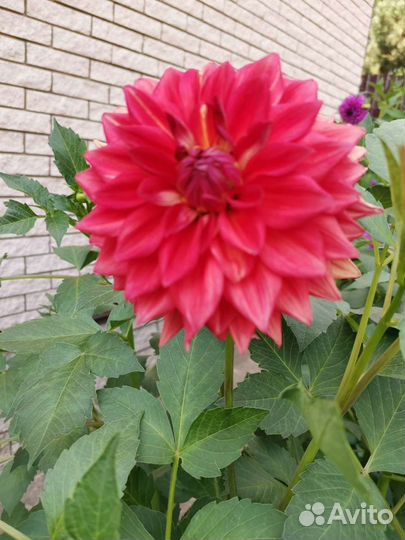 Георгины корневища Зеленоград