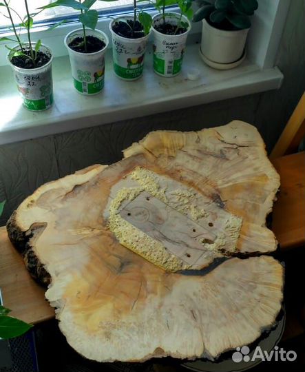 Спил слэб капового клена