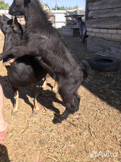 Козлик от камерунской козы