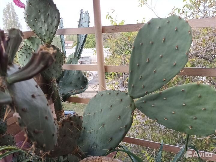 Плоский кактус-опунция