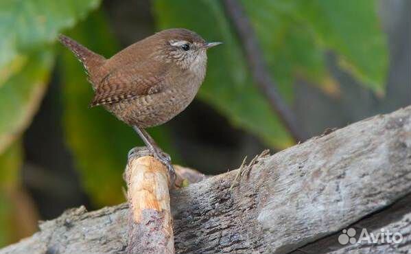 Певчие птицы: крапивник, полевой, юла