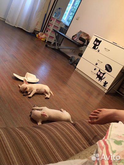 Чихуахуа мини