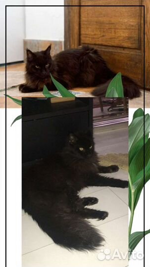 Чудесная кошечка в добрые руки