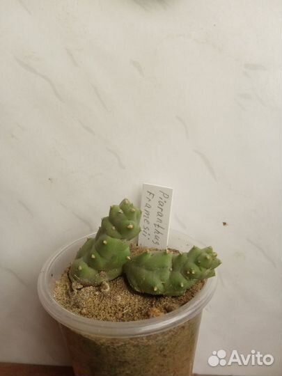 Суккулентные растения