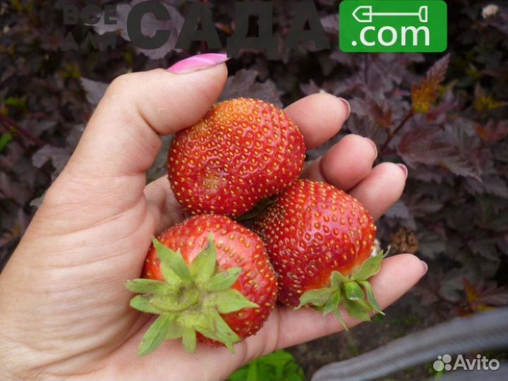 Саженцы клубники Берегиня