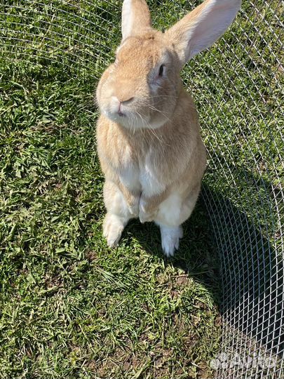 Кролики мясных пород