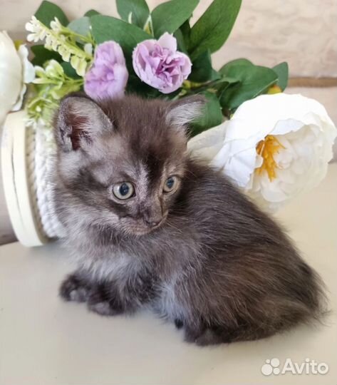 Котик Черный дым
