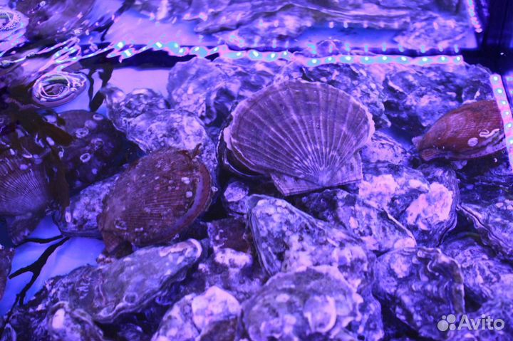 Аквариумы и морские витрины для устриц