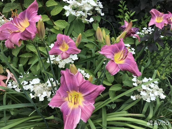 Сортовые лилейники