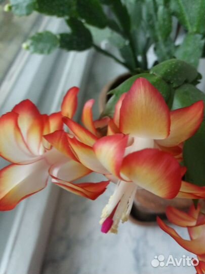 Цветок декабрист